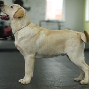 Philippe Labrador Retriever Philippe Labrador Retriever