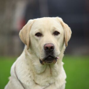 Philippe Labrador Retriever Philippe Labrador Retriever