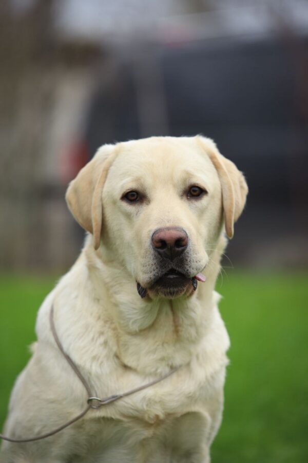 Philippe Labrador Retriever Philippe Labrador Retriever