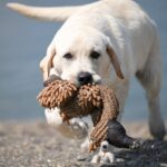Philippe-male-Labrador-Retriever-puppy-for-sale-3