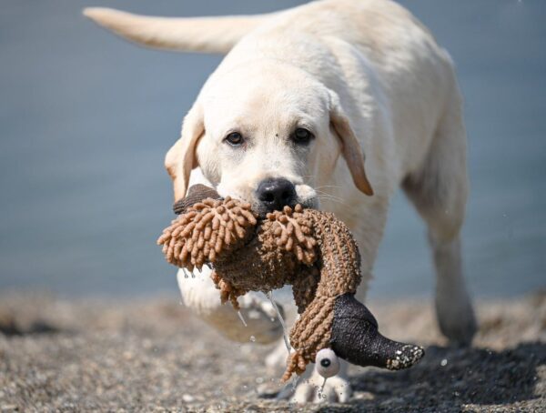 Philippe Labrador Retriever Philippe Labrador Retriever