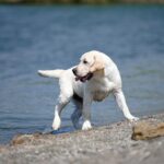 Philippe-male-Labrador-Retriever-puppy-for-sale-4