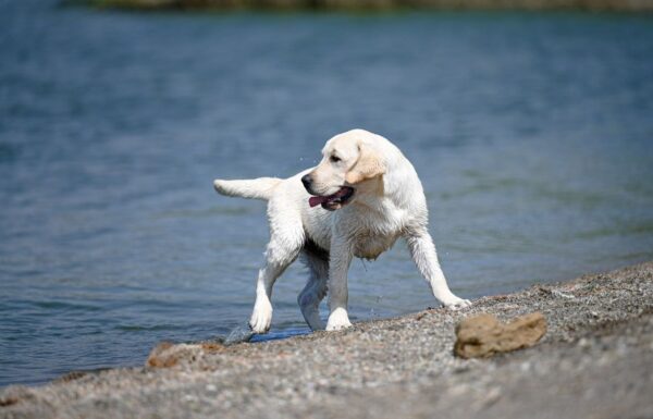 Philippe Labrador Retriever Philippe Labrador Retriever