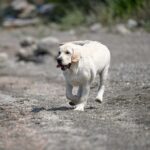 Philippe-male-Labrador-Retriever-puppy-for-sale-5