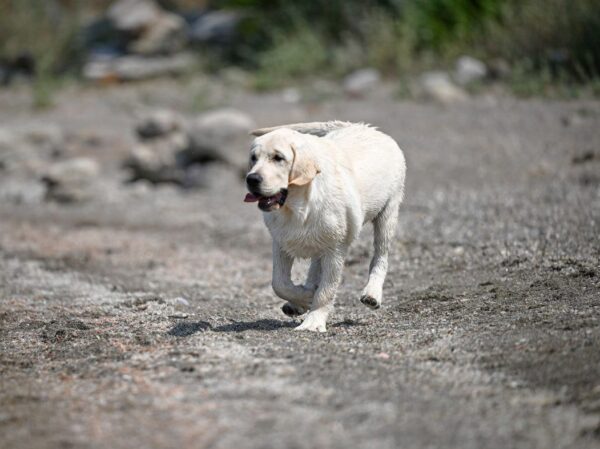 Philippe Labrador Retriever Philippe Labrador Retriever