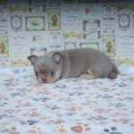 Princess-female-Chihuahua-puppy-for-sale-1
