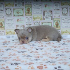 Princess Chihuahua