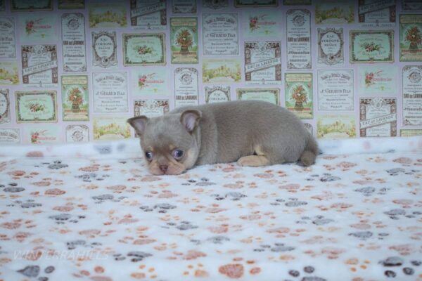 Princess Chihuahua Princess Chihuahua