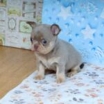Princess-female-Chihuahua-puppy-for-sale-2