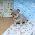 Princess-female-Chihuahua-puppy-for-sale-2