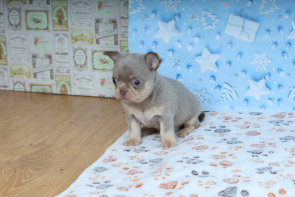 Princess Chihuahua Princess Chihuahua