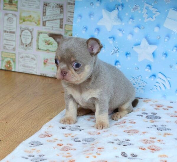 Princess Chihuahua Princess Chihuahua