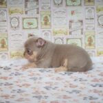 Princess-female-Chihuahua-puppy-for-sale-3
