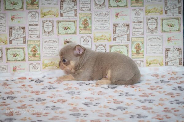 Princess Chihuahua Princess Chihuahua