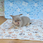 Princess-female-Chihuahua-puppy-for-sale-4