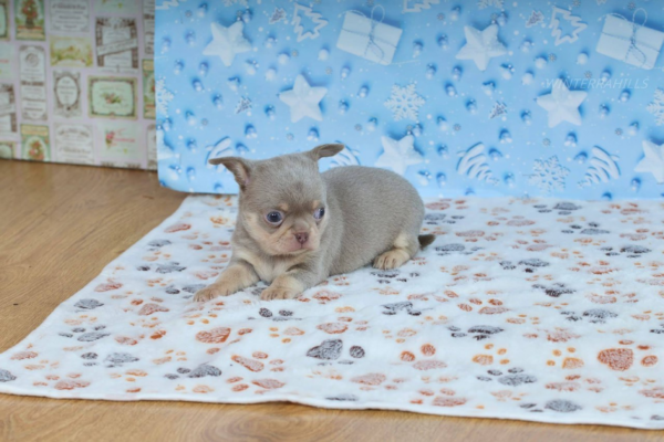 Princess Chihuahua Princess Chihuahua