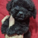 Rachelle-female-toy-poodle-puppy-for-sale-1 (2)