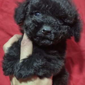 Rachelle Toy Poodle