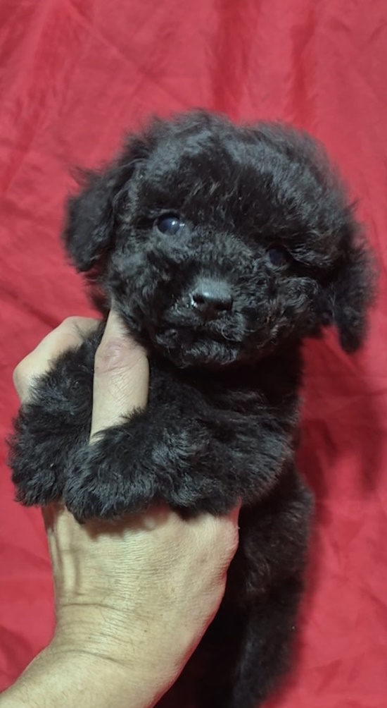 Rachelle Toy Poodle