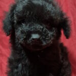 Rachelle-female-toy-poodle-puppy-for-sale-1 (3)