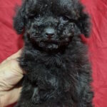 Rachelle-female-toy-poodle-puppy-for-sale-1 (4)
