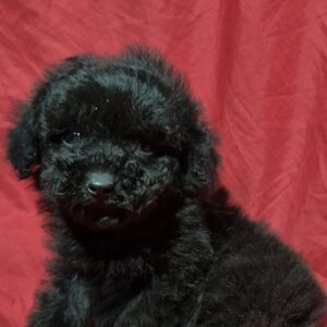 Rachelle Toy Poodle
