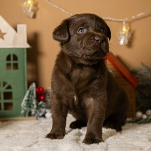 Rams Labrador Retriever Rams Labrador Retriever