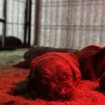 Rubin Labrador Retriever