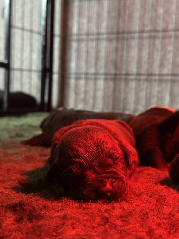 Rams Labrador Retriever