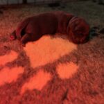 Rams-male-labrador-retriver-puppy-for-sale-1 (2)