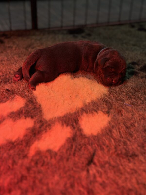 Rams Labrador Retriever
