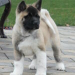 Ranesmee-female-akita-puppy-for-sale-1 (1)
