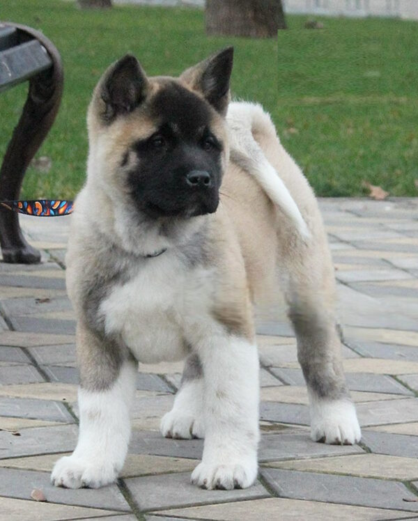 Ranesmee American Akita Ranesmee American Akita