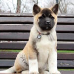 Ranesmee-female-akita-puppy-for-sale-1 (2)