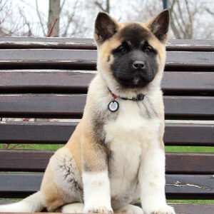 Ranesmee American Akita Ranesmee American Akita