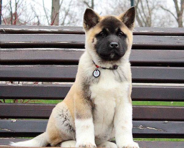 Ranesmee American Akita Ranesmee American Akita