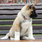 Ranesmee-female-akita-puppy-for-sale-1 (3)
