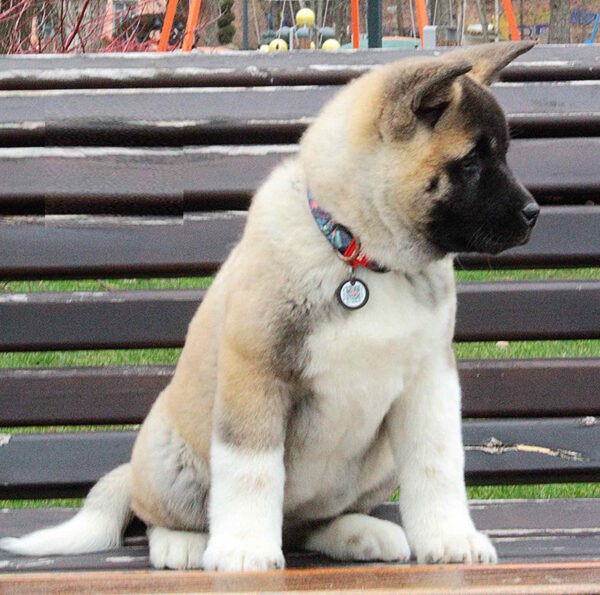 Ranesmee American Akita Ranesmee American Akita