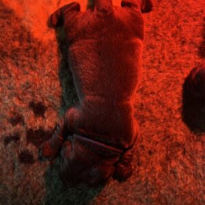 Rekki Labrador Retriever