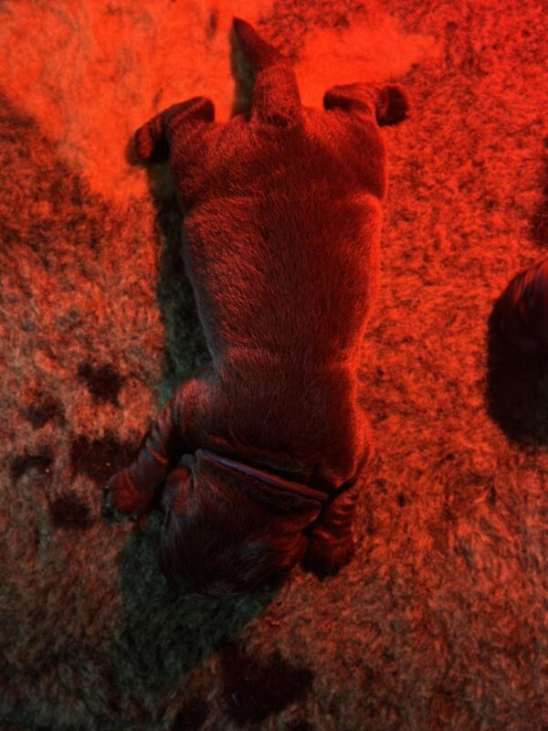 Rekki Labrador Retriever