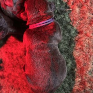 Rekki Labrador Retriever