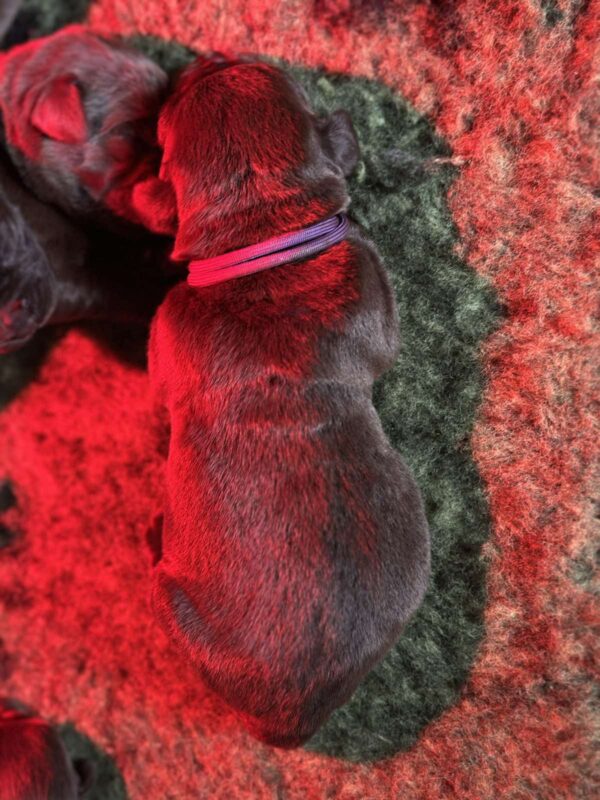 Rekki Labrador Retriever