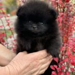 Riasha-female-Pomeranian-puppy-for-sale-1