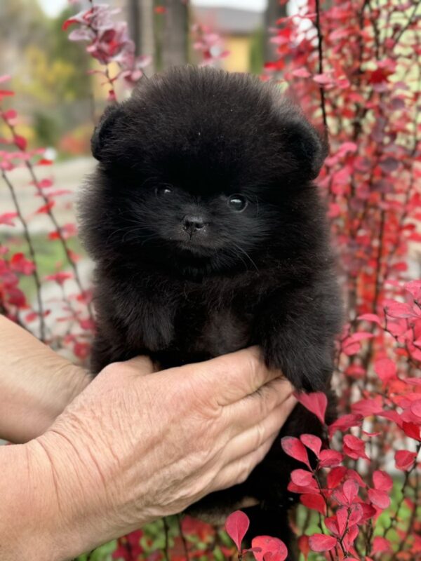 Riasha Pomeranian