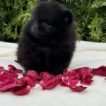Riasha-female-Pomeranian-puppy-for-sale-2