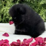 Riasha-female-Pomeranian-puppy-for-sale-3