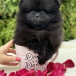 Riasha-female-Pomeranian-puppy-for-sale-4