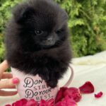 Riasha-female-Pomeranian-puppy-for-sale-5