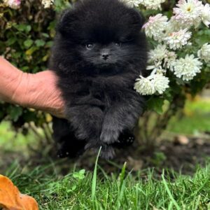 Riasha Pomeranian