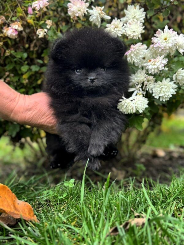 Riasha Pomeranian